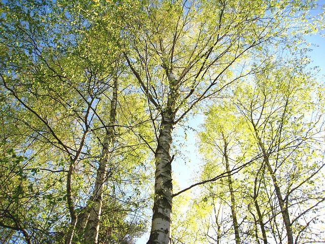 young-birch-trees-1363116_640