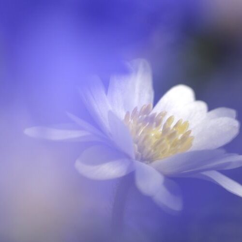 Verbunden mit dem Geist der Blumen