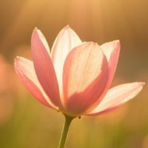 Das göttliche Feld lesen