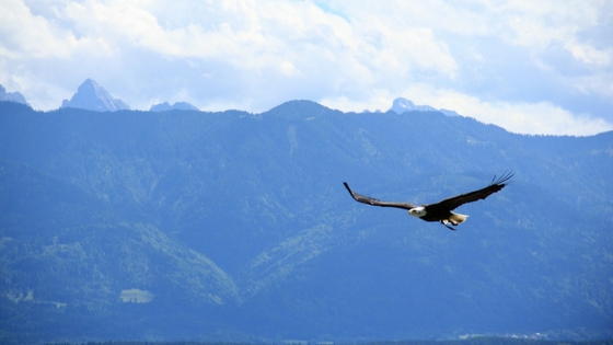 Adler