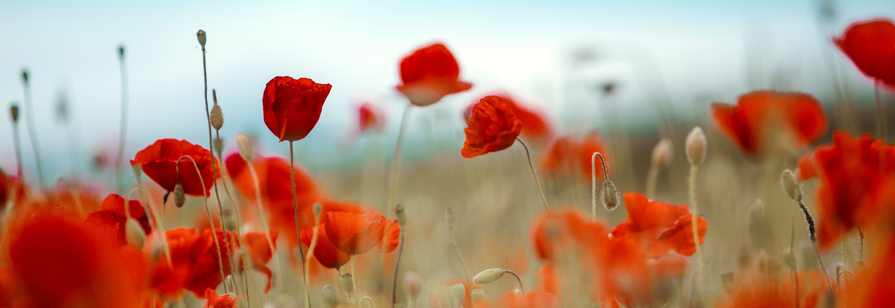 Header 2900x1000